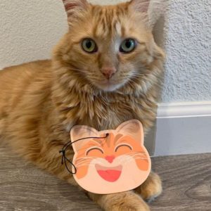 Momo.The.Lion